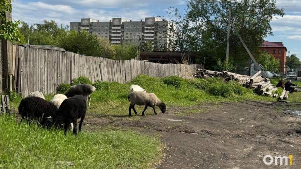 Омичи заметили на Телевизионке домашний скот, который выгуливают у многоэтажек