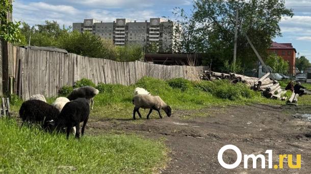 Омичи заметили на Телевизионке домашний скот, который выгуливают у многоэтажек