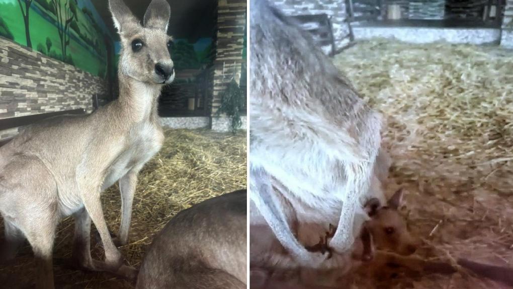 Показывает мордочку или лапу: в Большереченском зоопарке родился кенгурёнок