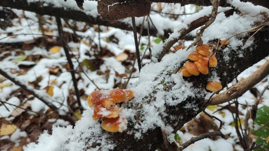 «Просто сказка!» новосибирцы находят опята под снегом в сентябре