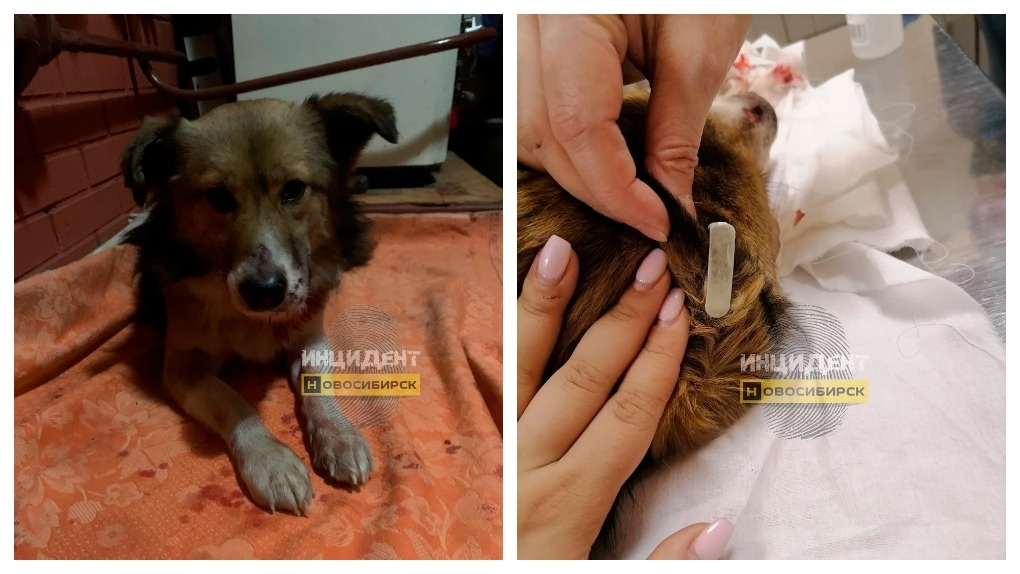 Лежал в крови на дороге: пса со следами от выстрелов нашли на трассе в Новосибирской области