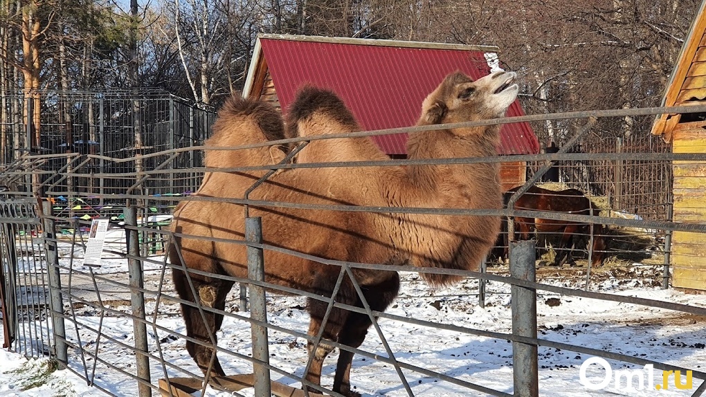 Сородичей верблюда, который убил сторожа в Омске, отдадут в зоопарк