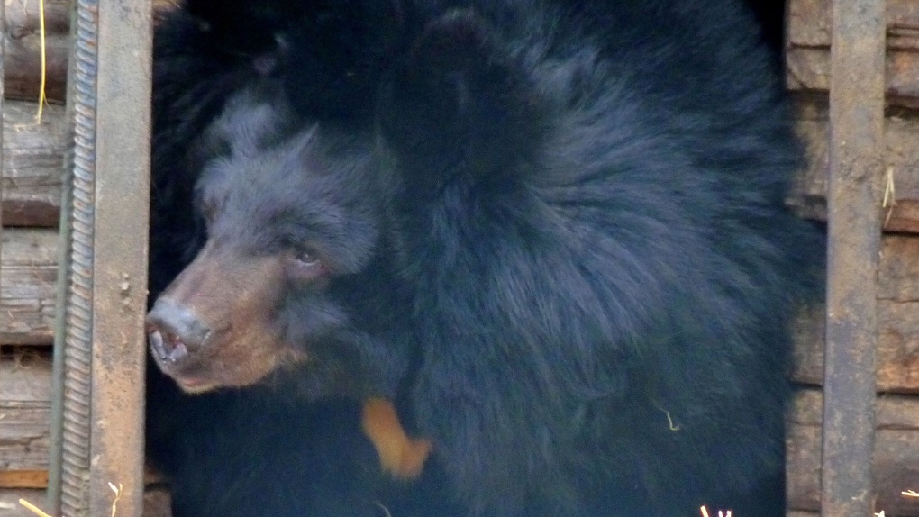 Медведица Кроха из омского зоопарка ждёт настоящего потепления, чтобы проснуться