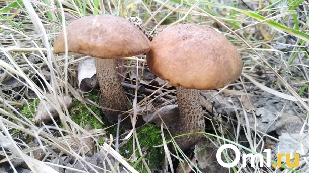 Первые подберёзовики нашли грибники в Новосибирской области. ФОТО