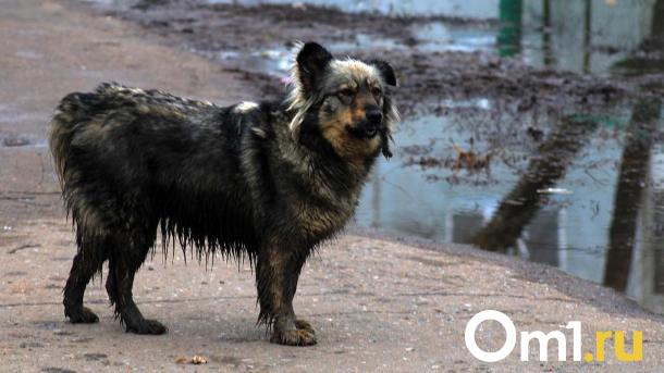 Омич с травматическим пистолетом охотится на бездомных животных на окраине