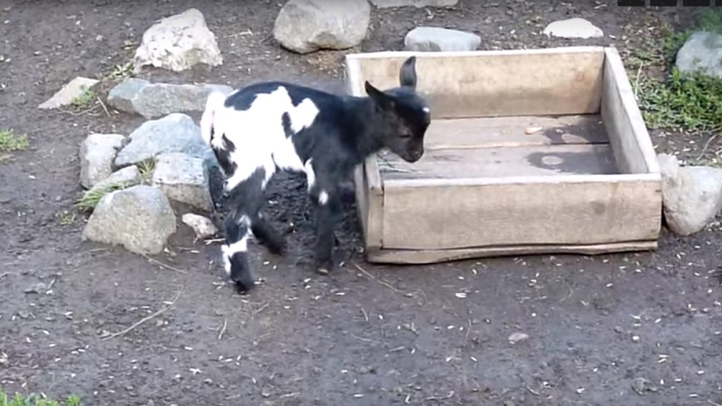 В Большереченском зоопарке продолжают рождаться новые животные