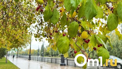 К Омской области приближается циклон с дождями и заморозками