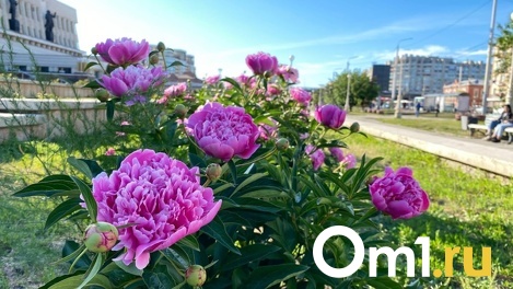 На смену заморозкам в Омскую область вернётся 34-градусная жара