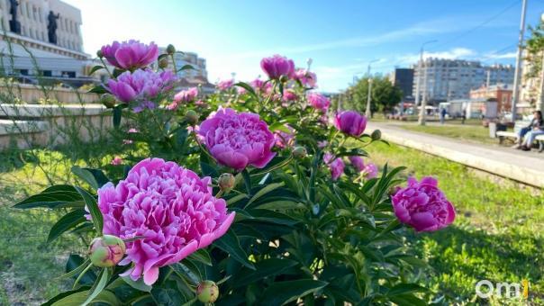 На смену заморозкам в Омскую область вернётся 34-градусная жара