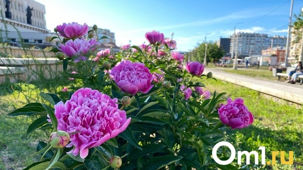 На смену заморозкам в Омскую область вернётся 34-градусная жара