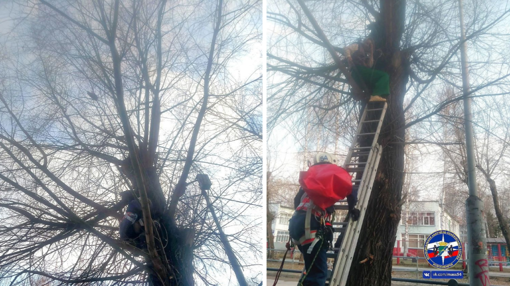Ещё одна жительница Новосибирска пыталась спасти кота и застряла на дереве