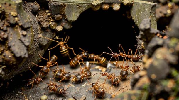 Новосибирский энтомолог исследует муравьёв в условиях вечной мерзлоты Якутии