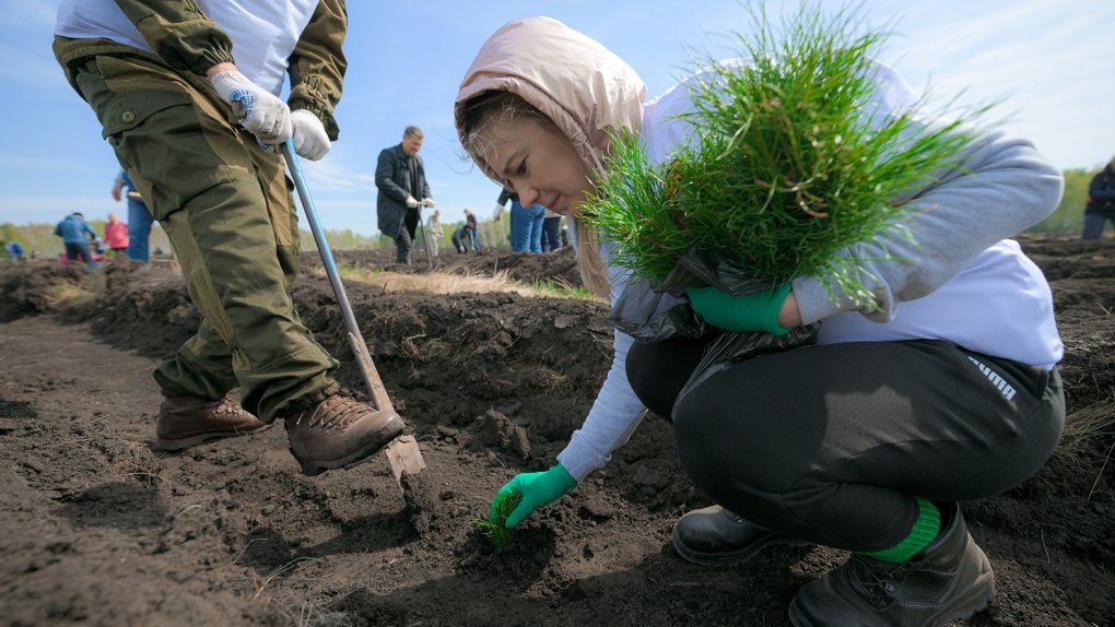 Сотрудники дочерних предприятий «Транснефти» высадили деревья в сибирских регионах