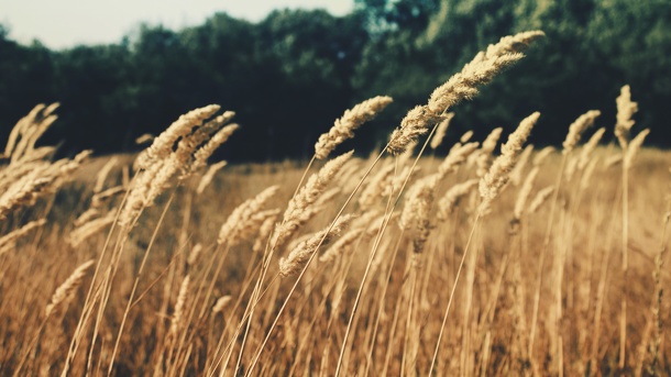 Из Омской области в Казахстан пытались незаконно вывезти 155 тонн продовольствия