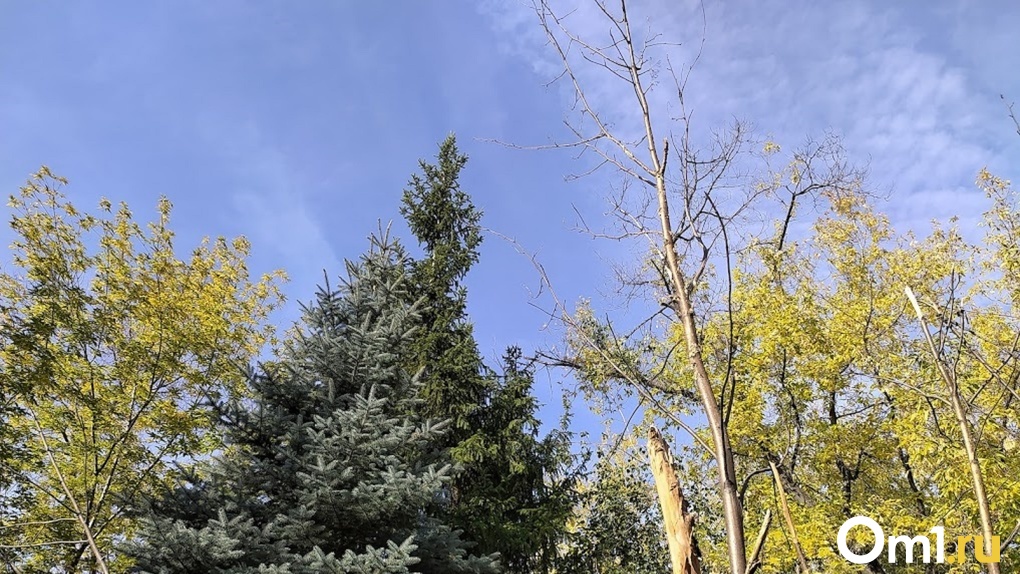 Экс-мэр Омска объяснила, почему в Омске начали сажать меньше деревьев