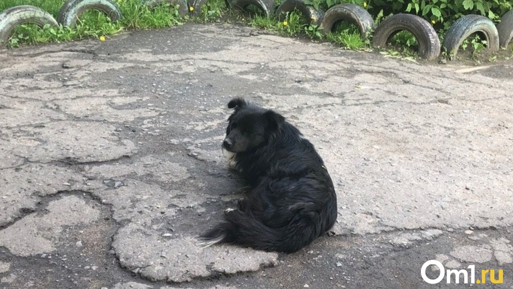 Больной пес несколько суток пролежал на окраине Омска, куда его выкинули хозяева