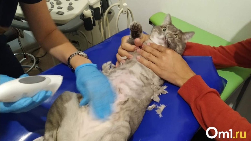Как брить живот котам
