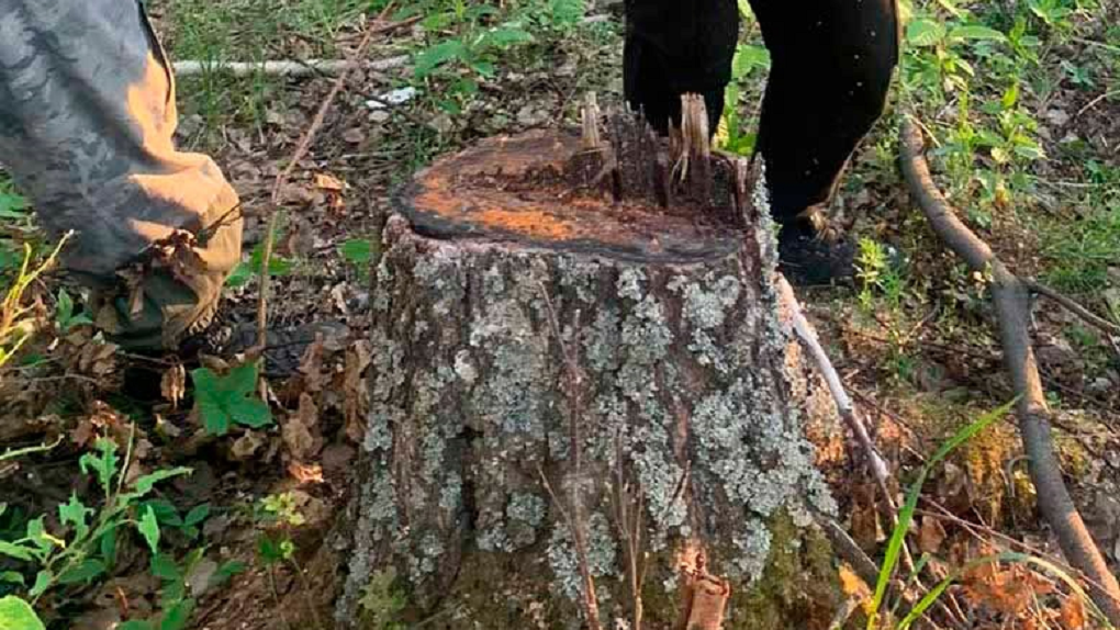 В Омской области задержали чёрных лесорубов
