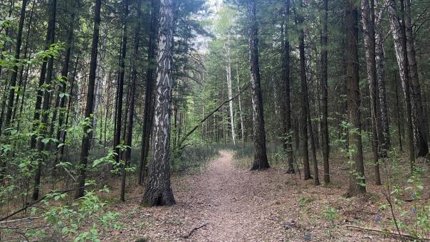 Медвежьи следы нашли рядом с популярным грибным местом в Новосибирской области
