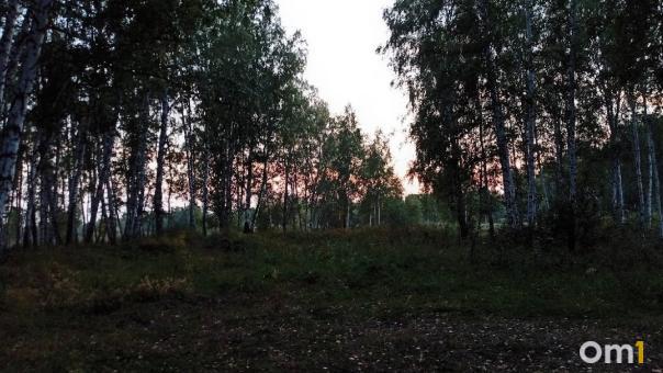 В Омской области сняли запрет на посещение лесов
