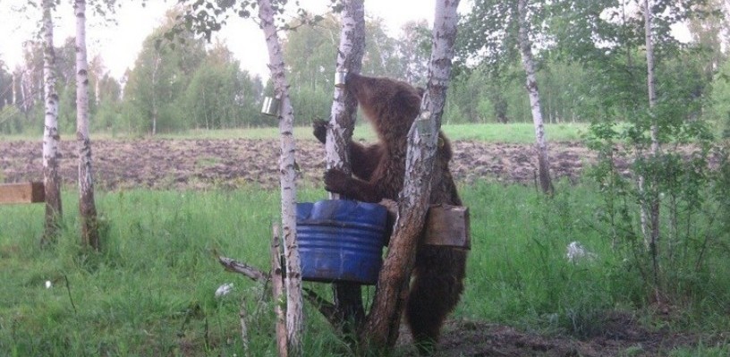 Медведей в омских лесах подкармливают сгущенкой и тухлой рыбой (фото)