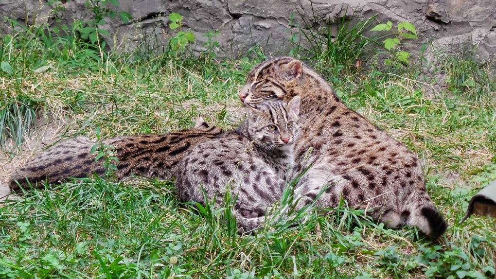 Новосибирский зоопарк отдал редчайших котов-рыболовов петербургскому предпринимателю