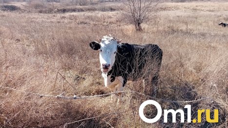 В Омской области зафиксирован очередной очаг бешенства