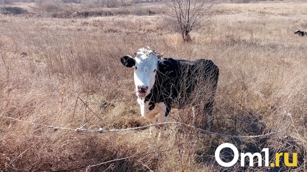 В Омской области зафиксирован очередной очаг бешенства