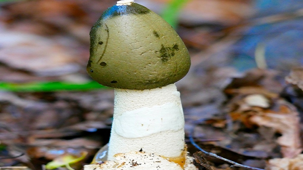 В Новосибирской области найден краснокнижный гриб