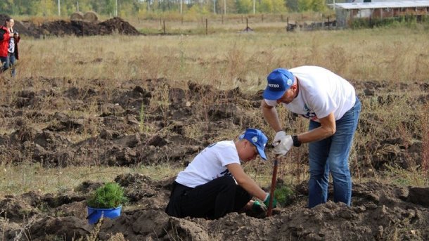 В Омской области высадили 2 000 сосен