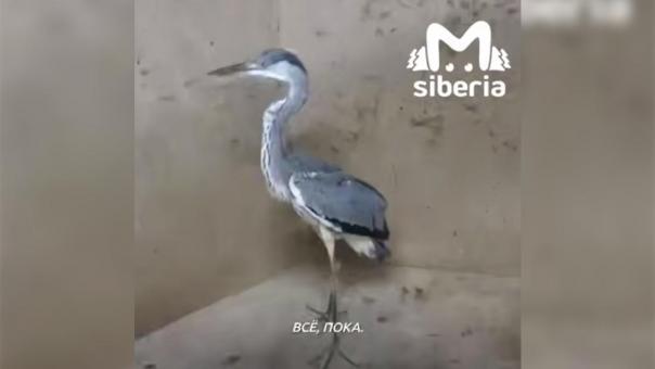 Водитель спас цаплю на трассе: птицу Аркашу передали в Новосибирский зоопарк