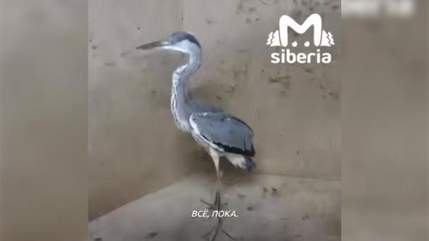 Водитель спас цаплю на трассе: птицу Аркашу передали в Новосибирский зоопарк