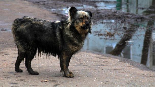 Школьнику в Новосибирске выплатят 40 тысяч за укус собаки