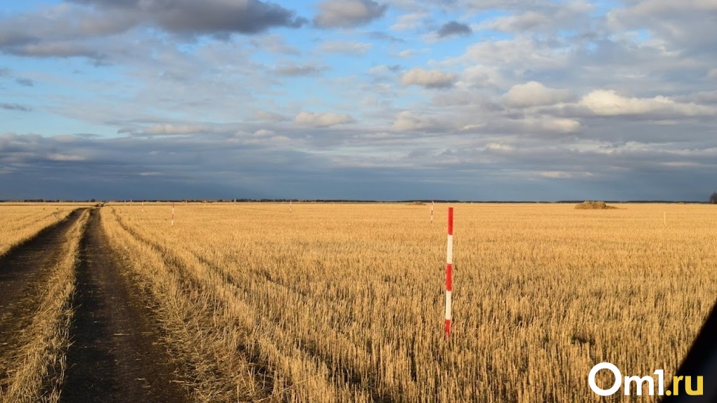 За три года Омская область и другие регионы Сибири должны произвести не меньше 16 миллионов тонн зерна