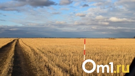 За три года Омская область и другие регионы Сибири должны произвести не меньше 16 миллионов тонн зерна