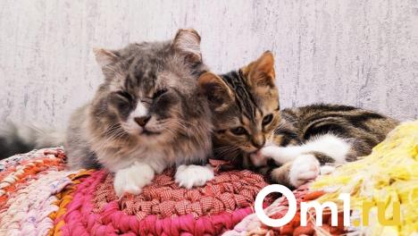 В недостроенной омской школе поселилась кошка с котятами