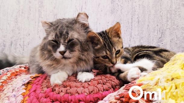 В недостроенной омской школе поселилась кошка с котятами