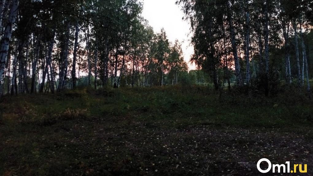В Омской области разрешили отстрелить более четырёх тысяч бобров и куниц