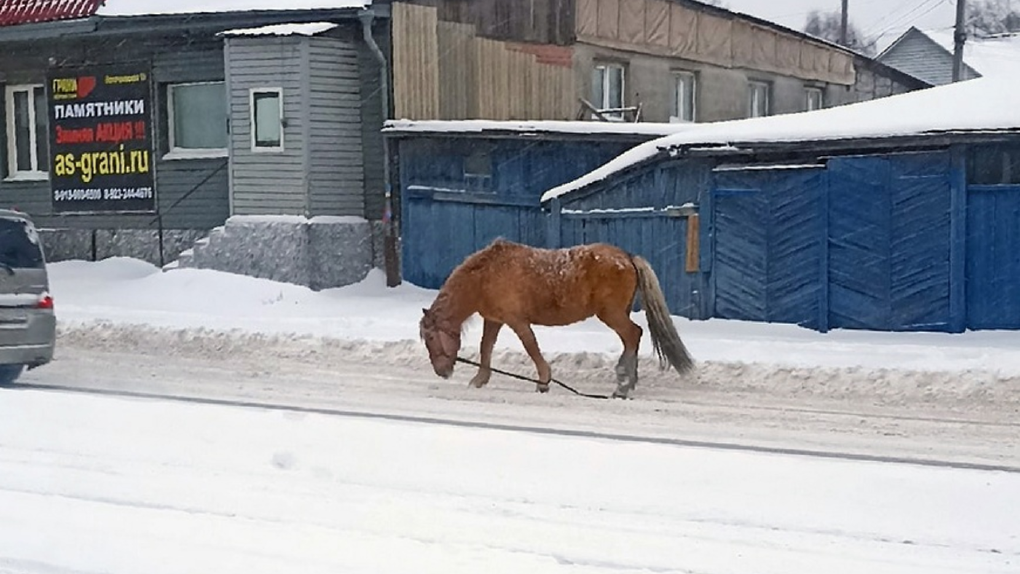Сбежавшая из частного сектора лошадь стала причиной пробки в Новосибирске