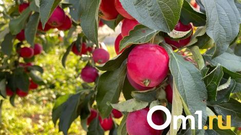 Яблочный спас: как отмечать и можно ли есть яблоки?