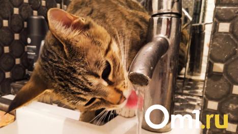 Бастрыкин взял под контроль ситуацию с грязной водой в Калачинске Омской области