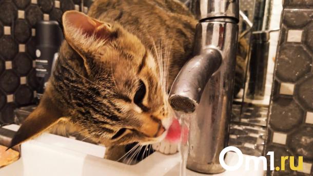 Бастрыкин взял под контроль ситуацию с грязной водой в Калачинске Омской области