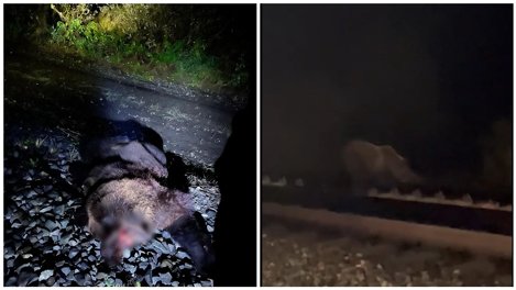 Выпущен приказ на отстрел медведя-каннибала, остановившего движение на ж/д путях