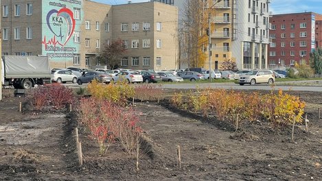 За день омские агрономы высадили 112 деревьев