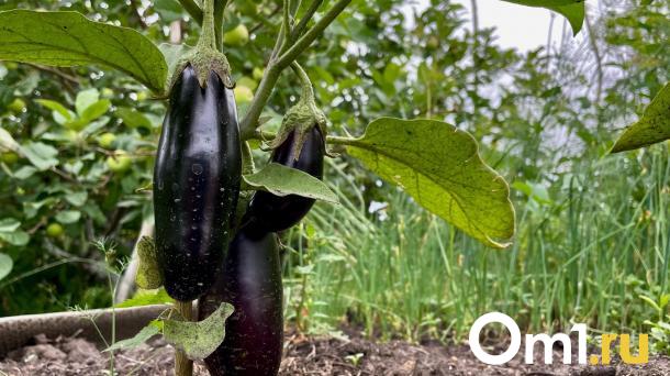 В Омске продают дачу по цене средней зарплаты