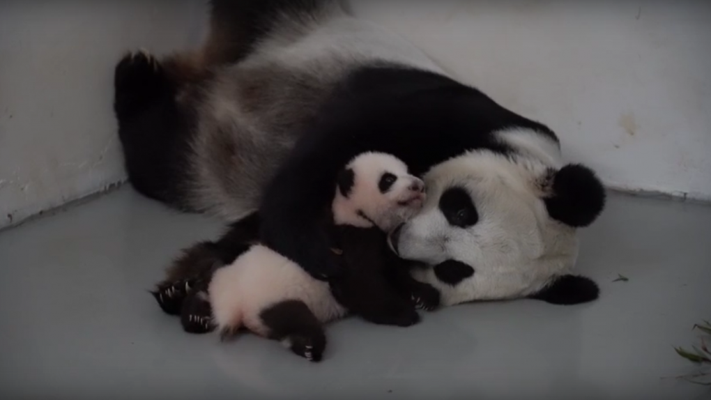 Мамина «доча»: на видео показали, как панда Диндин нежится со своей малышкой