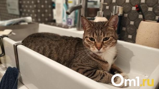 На весь день: завтра в Омске отключат водоснабжение у целого микрорайона