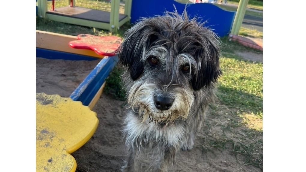 Порадуемся: омскую бездомную собаку Вафлю забирают жить в Португалию
