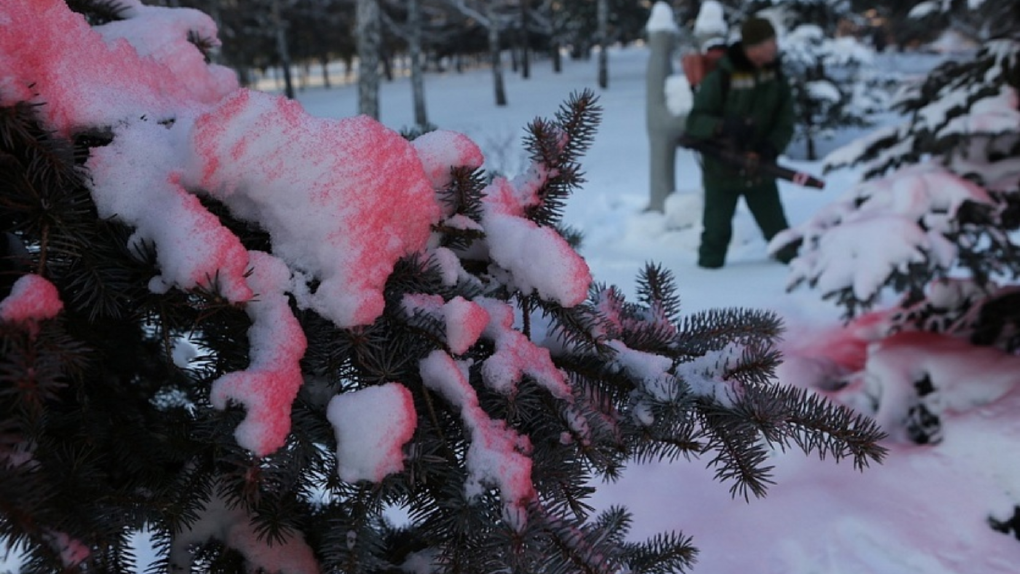 Ёлки Новосибирска обработают розовой антивандальной смесью
