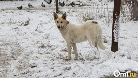 Из-за бешенства в одном из районов Омской области ввели карантин